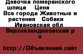Девочка померанского шпица. › Цена ­ 40 000 - Все города Животные и растения » Собаки   . Ивановская обл.,Верхнеландеховский р-н